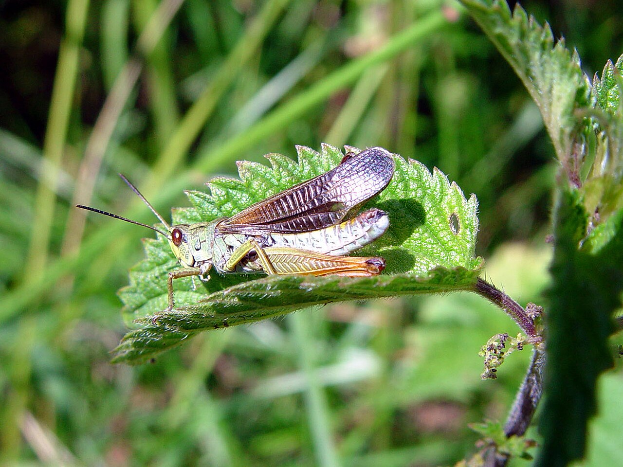 Bursa Çekirge Kaplıcaları kaplıca fotoğrafı 2